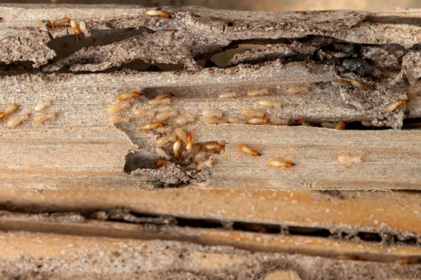 Bird Control in Saegertown, PA