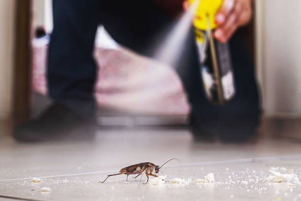 Best Wasp Removal Services  in Saegertown, PA