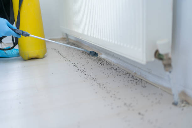 Best Termite Control Services  in Saegertown, PA